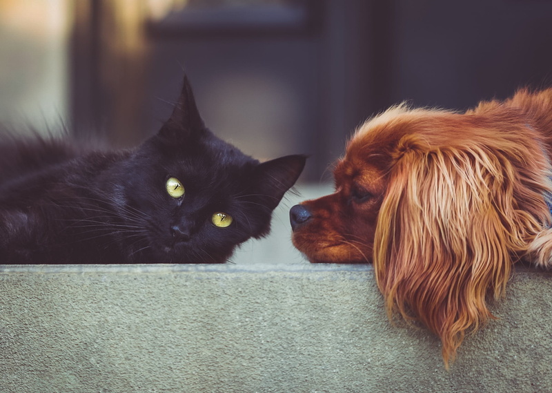 portrait, photo, domestic, charles, pets, dog, mammal, relaxation, animal themes, spaniel, one animal, whisker, animal, close-up, feline, animals, cavalier