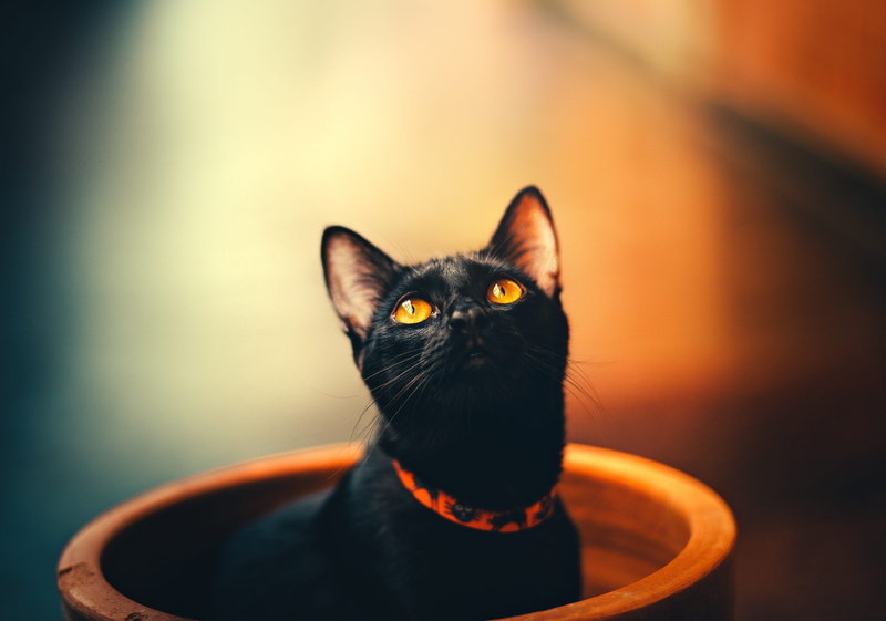 domestic animals, domestic animal, domestic cat, animal eye, focus on foreground, pet portrait, no people, whisker, focus, animal body part, collar, black cat