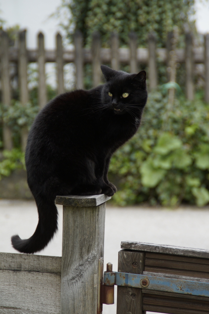 day, guard, mammal, domestic cat, bombay, pets, black cat, domestic, portrait, fence, plant, daytime, vertebrate, cat, wood fence, post, focus on foreground