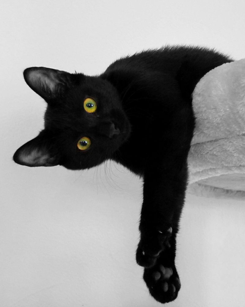 black, bombay cat, 1080P, furry, whisker, feline, tired, rest, domestic animals, mammal, cat, studio shot, domestic, photo, gray, animal eye, lying, no people