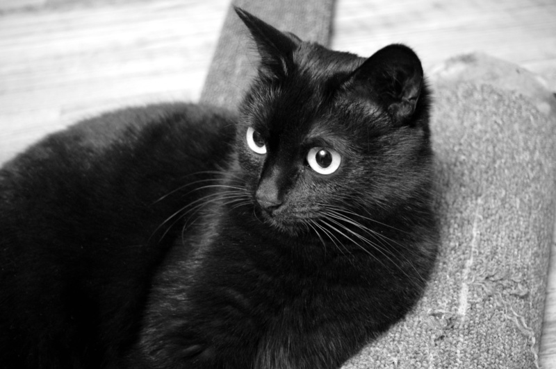 bombay, indoors, cat person, lying, domestic Cat, closeup, pet, domestic animals, close-up, 5K, black color, cats, one animal, relaxation, animal body part