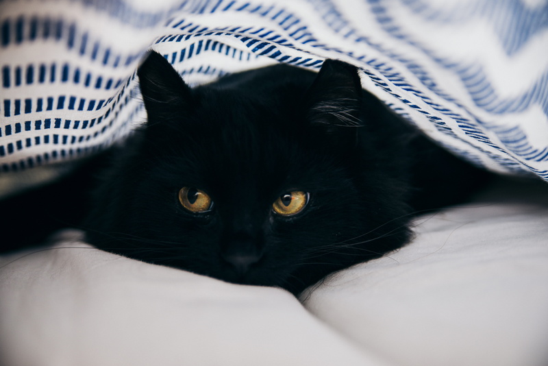 no people, cat, bed, domestic animals, mammal, whisker, domestic cat, furniture, animal head, vertebrate, close, pets, animal themes, domestic, looking at camera