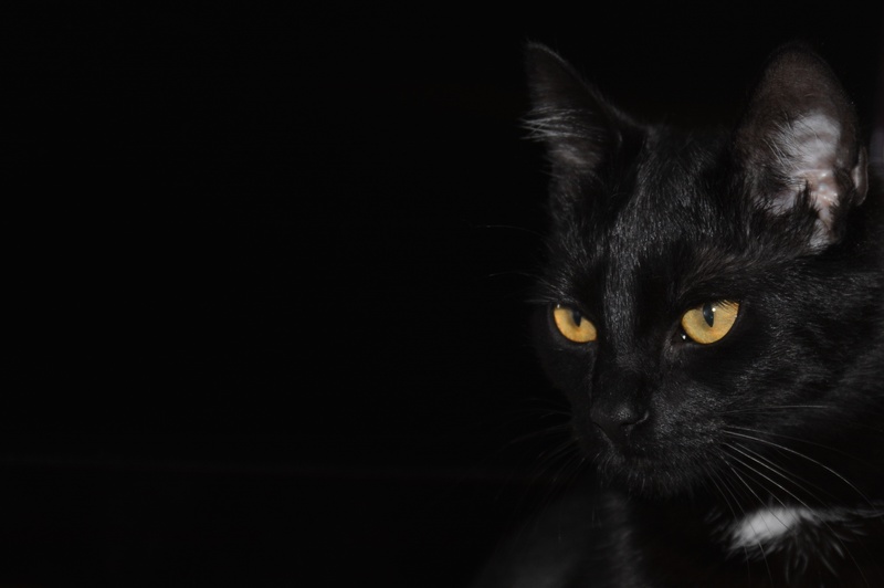 domestic animals, dark, studio shot, looking cat, yellow eyes, no people, golden eyes, eyes, copy space, black cat, close, black background, close-up, animal themes