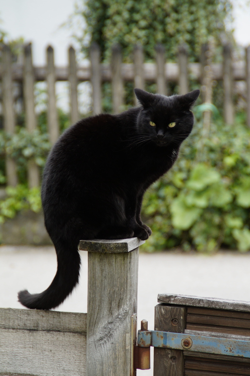 mammal, day, wait, portrait, cat, wood - material, pets, black cat, feline, bombay, domestic cat, animal themes, one animal, black, 5K, animal, wooden posts