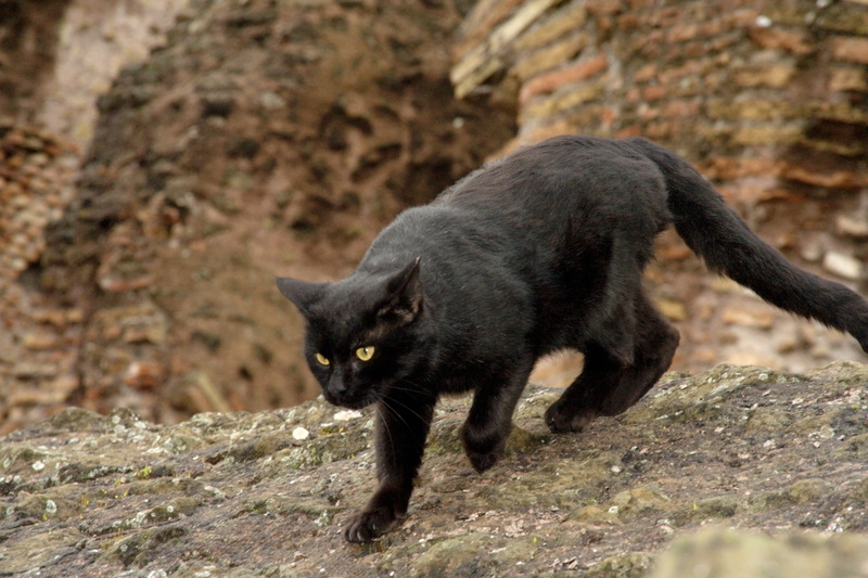 one animal, whisker, italy, bombay, pets, black color, feline, domestic, day, outdoors, nature, domestic cat, Bombay cat, vertebrate, domestic animals