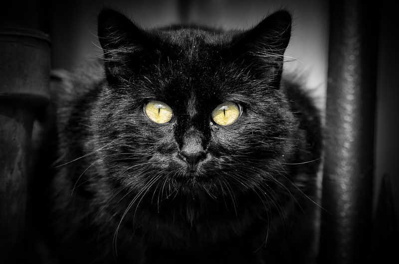 1080P, look, bombay, cat, portrait, black