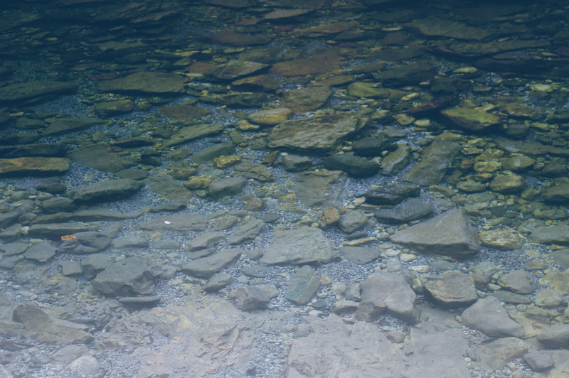 backgrounds, water, cangas de onís, tranquility, outdoors, lake, 5K, naturaleza, explore, shallow, nature, solid, school of fish, forest, full frame, rock