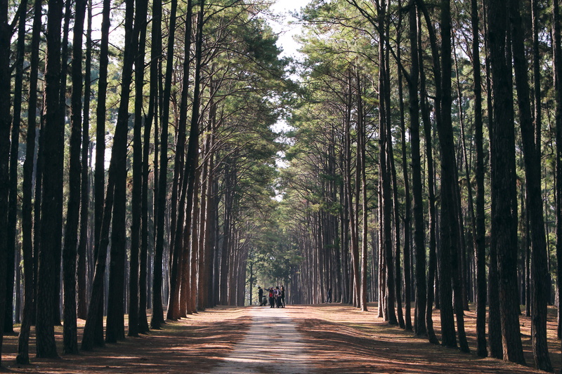 real people, tall, vintage, trunk, plant, land, diminishing perspective, shadow, foliage, tranquil, sunlight, green, sunshine, tree trunk, pine, lifestyles