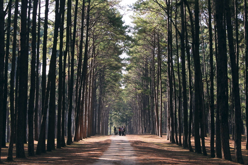 outdoors, forest, foliage, direction, growth, treelined, light, land, diminishing perspective, pine, camping, road, scenery, bamboo - plant, the way forward