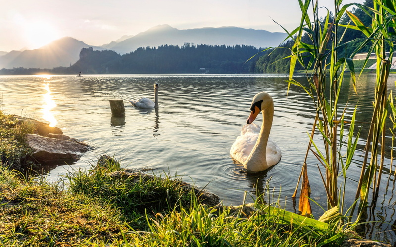 water, animals, 1080P, swan, birds, nature