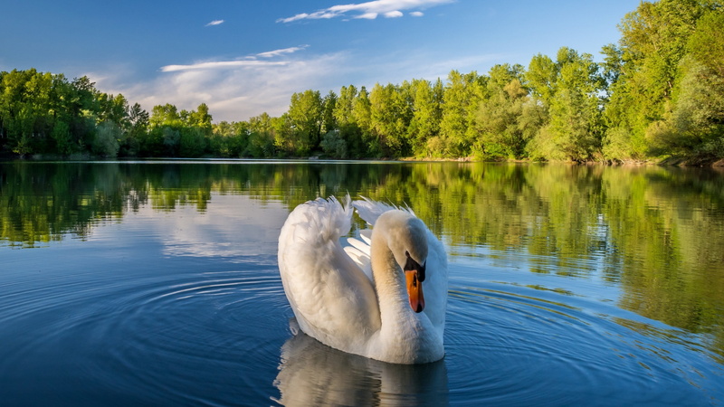 4K, blue sky, reflection, bird, landscape, river, swan, water bird, nature