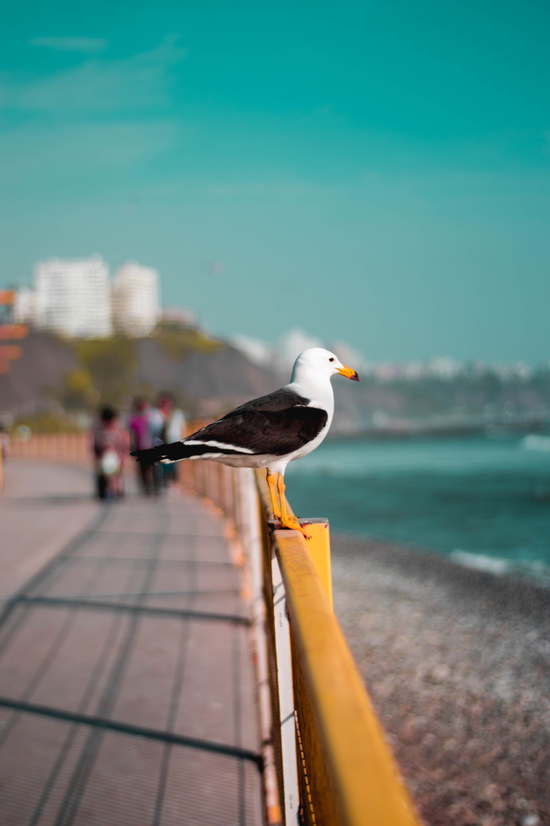 follow me, animal themes, photography, sky, tones, blue, vertebrate, animals, focus on foreground, vistas inspiradoras, water, animals in the wild, animal magnestism
