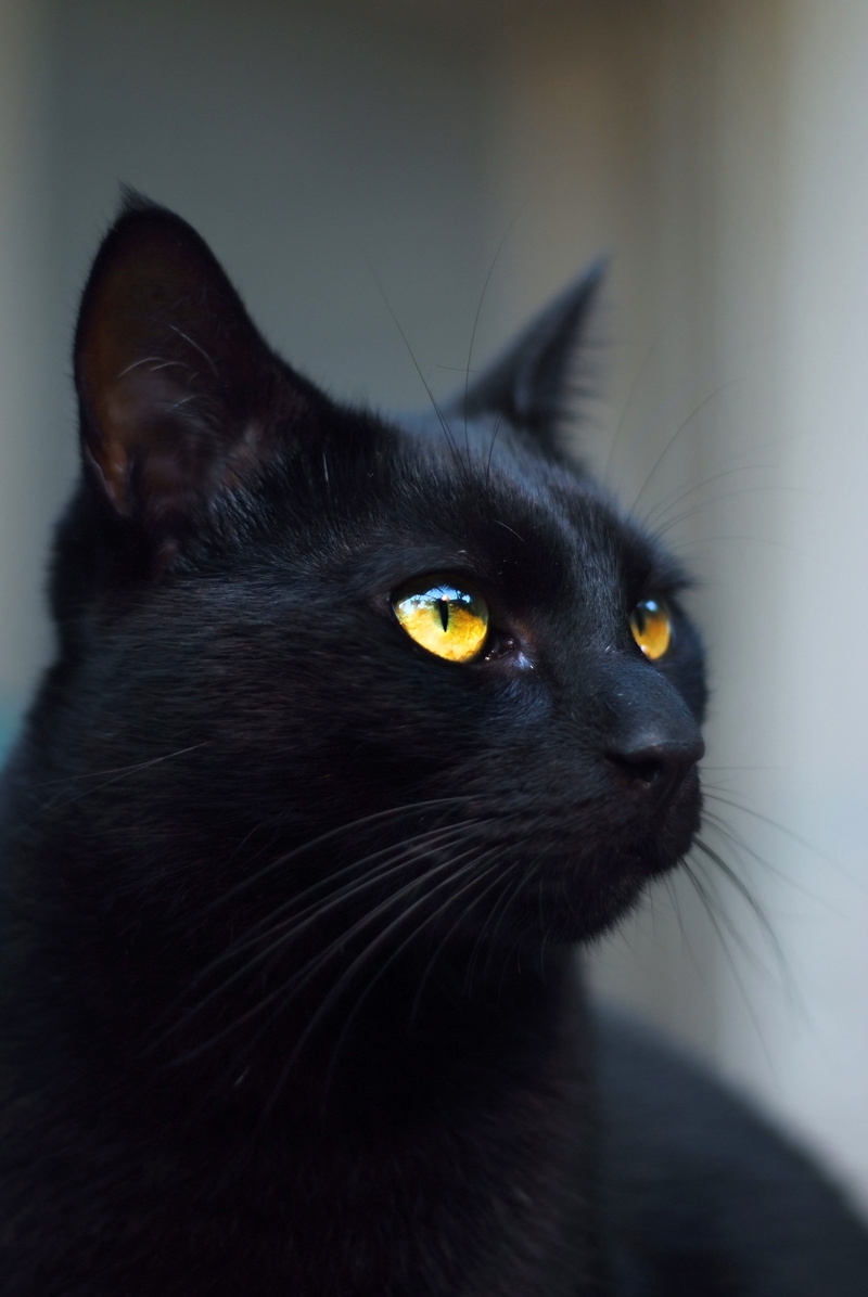 eyes, domestic animals, animal themes, animal eye, looking, focus on foreground, indoors, black, black color, whisker, animal, witch, stare, domestic, pet