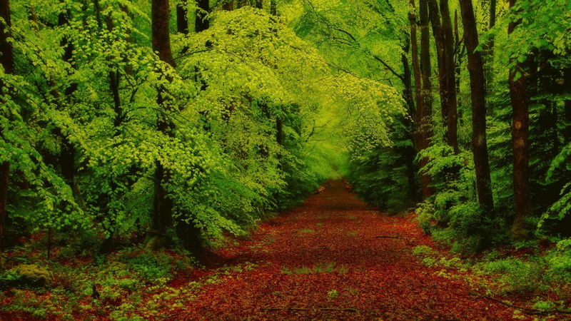 4K, way, trees, path, green, forest