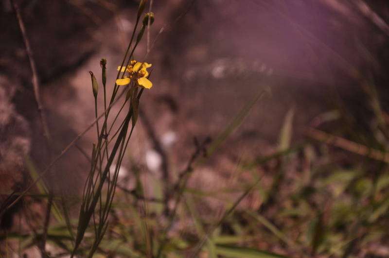 freshness, minas gerais, focus on foreground, house, no people, vulnerability, brasil, rio, vale do jequitinhonha, flower, nature, growth, casa, flower head