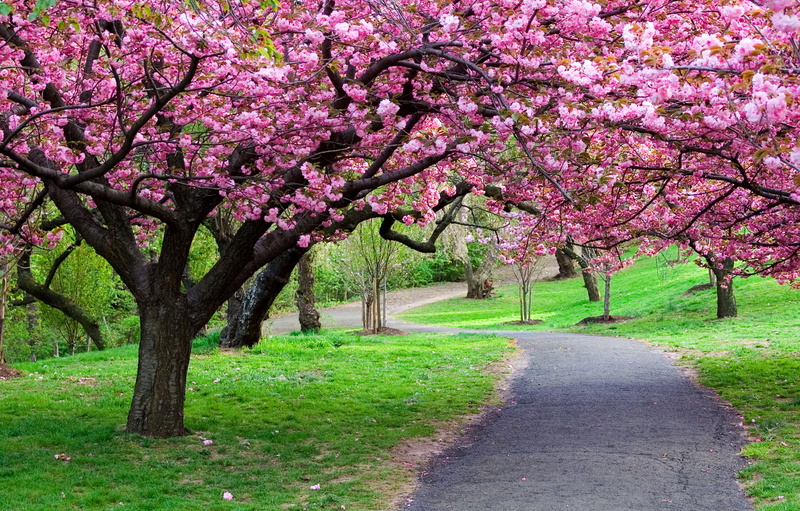 freshness, 1080P, botany, multi Colored, flower Head, tree, petal, april, road, plant, springtime, growth, no people, blossoming, flowering plant, formal Garden