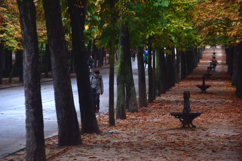 change, growth, treelined, day, tranquility, tree trunk, tree, water, nature, animal themes, vertebrate, trees, park - man made space, bird, retiro, walk