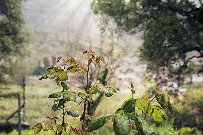 flower head, vulnerability, flowering plant, paisaje, outdoors, verde, hervás, green, no people, flor, tranquility, plant part, naturaleza, rosa, freshness
