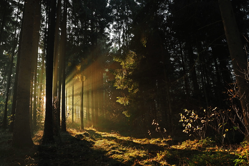 sunlight, nature, 4K, silhouette, beam, woodland, tree trunk, no people, coniferous tree, forest, scenics - nature, outdoors, rays, tranquil scene