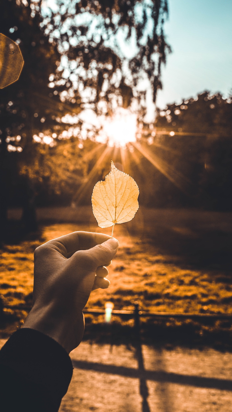 35mm, hands on, sun, finger, outdoors, sigma, forest, lens flare, autuum life, tiergarten, focus on foreground, berlin, wood, 5K, human finger, personal perspective