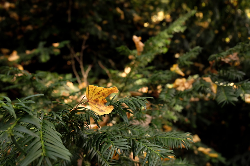 beauty in nature, pine, selective focus, nature, outdoors, green color, tranquility, berlin, dry, 4K, leaf, serene, leaves, christmas tree, land, fall