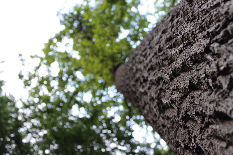 tree, stock, focus on foreground, sky, forest, tiergarten, outdoors, crown, green, 5K, bark, germany, growth, tree trunk, rough, treetop, selective focus