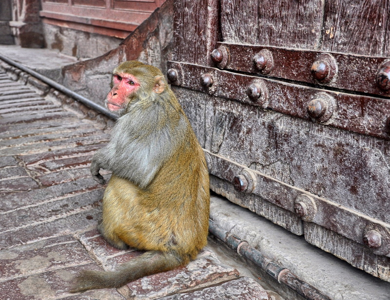 wall, 2K, built structure, sitting, Monkey, staircase, Animal, no people, day, one animal, the red fort, animals in the wild, india, vertebrate, agra