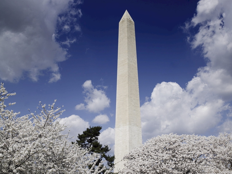 low angle view, tree, symbol, historical, cherry trees, sky, architecture, nature, day, architectural column, built structure, spring, outdoors, washington monument