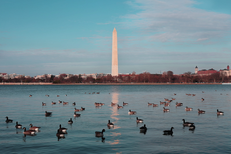 cloud - sky, waterfowls, leisure, no people, group of animals, weather, ducks, famous landmark, daylight, monument, animals in the wild, trees, tourism