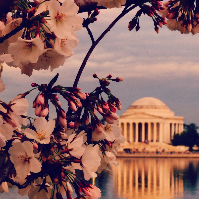 plant, dc, blossom, pink color, flowering plant, monument, water, building exterior, springtime, flower, outdoors, tree, 2K, beauty in nature, nature