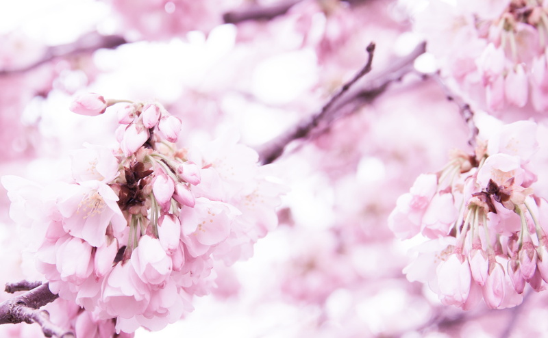 ditch, accessories, cherry blossom, geranium, clothing, backgrounds, no people, 5K, apparel, flower head, petal, plant, pollen, hood, blossom, outdoors