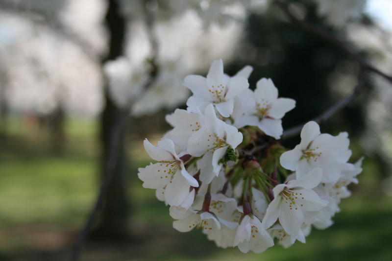 white color, spring, springtime, cherry blossom, close-up, bunch of flowers, no people, growth, fragility, vulnerability, beauty in nature, tidal basin