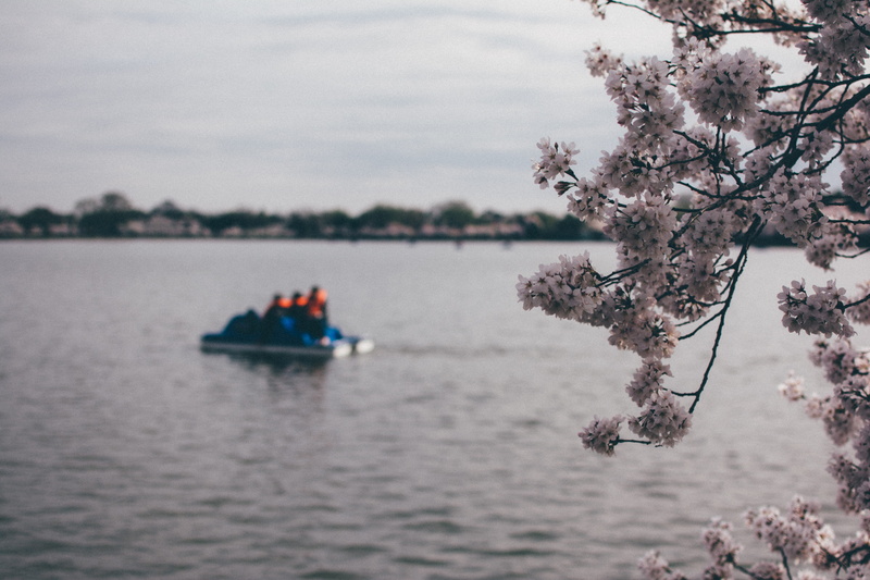 nature, 5K, boat, water, tidal basin, travel, washington, spring, transportation, mode of transportation, beauty in nature, leisure activity, nautical vessel