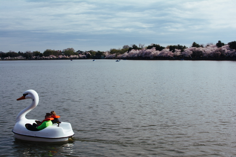 spring, cloud - sky, outdoors, goose, floating on water, no people, waterfront, tidal basin paddle boats, day, water, bird, transportation, cherry, dc