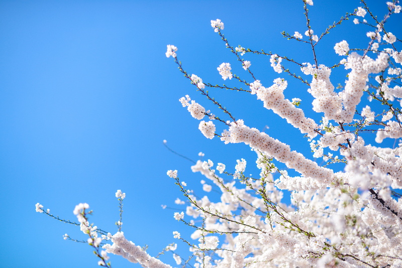 bloom, cold temperature, flowers, washington dc, 5K, springtime, snow, united states, tree, clear sky, no people, outdoors, growth, bud, cherry blossom