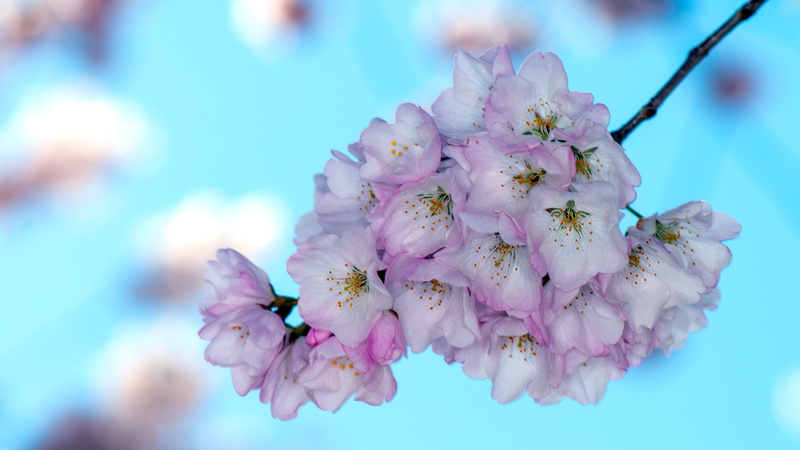 growth, nature, tree, inflorescence, freshness, spring, flowering plant, sakura, beauty in nature, washington dc, close-up, no people, basin, flower, tidal