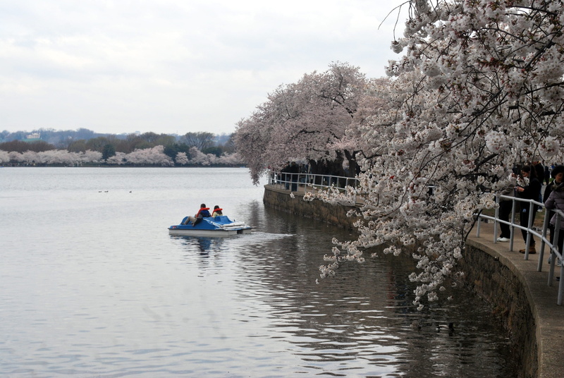 spring, waterfront, cherry, Tree, Blossom, lifestyles, tree, outdoors, river, plant, 4K, nature, nautical Vessel, mode of transportation, festival, cherry blossom