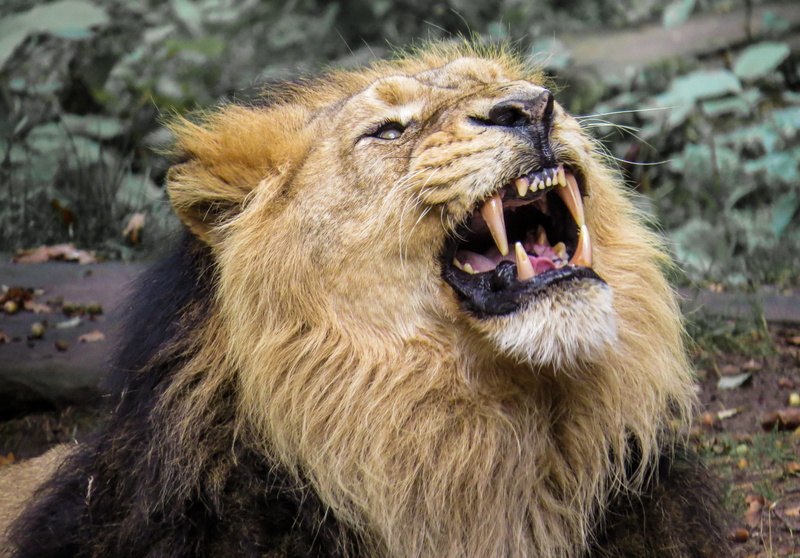 aggression, animal body part, roaring, zoo, roar, black, animals in the wild, one animal, tooth, mouth open, close, feline, animal teeth, snarling, lion
