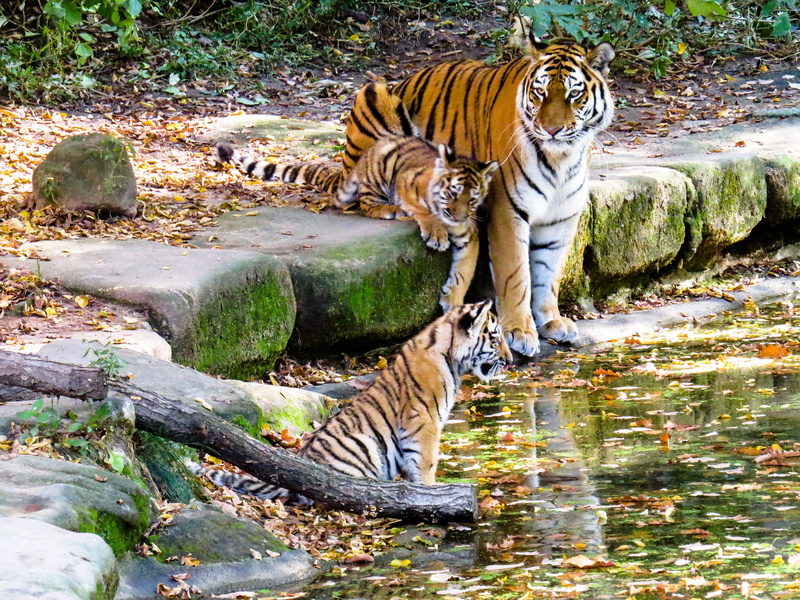 tiger cub, carnivora, drinking, day, daytime, zoo, mammal, water, learn, no people, photography, surrounded, big cat, lake, shallow, white tiger, mother and child