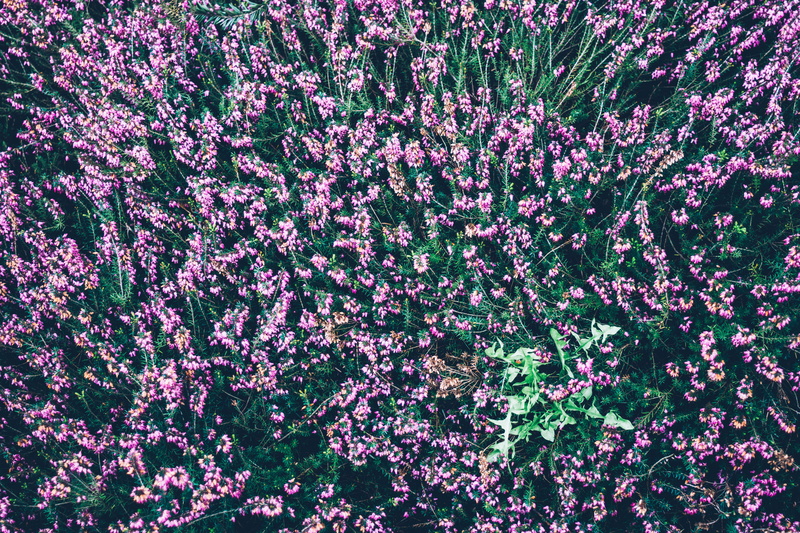 close-up, pink color, botanical, petal, flower bed, flowerbed, daytime, pattern, aereal, full frame, bed, purple, petaled, floral, vulnerability, flowers