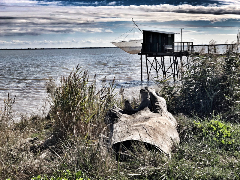 one animal, beach, cloud - sky, no people, bordeaux, grass, garonne, built structure, sea, animal, wood - material, mouth, river, shore, plant, plaice