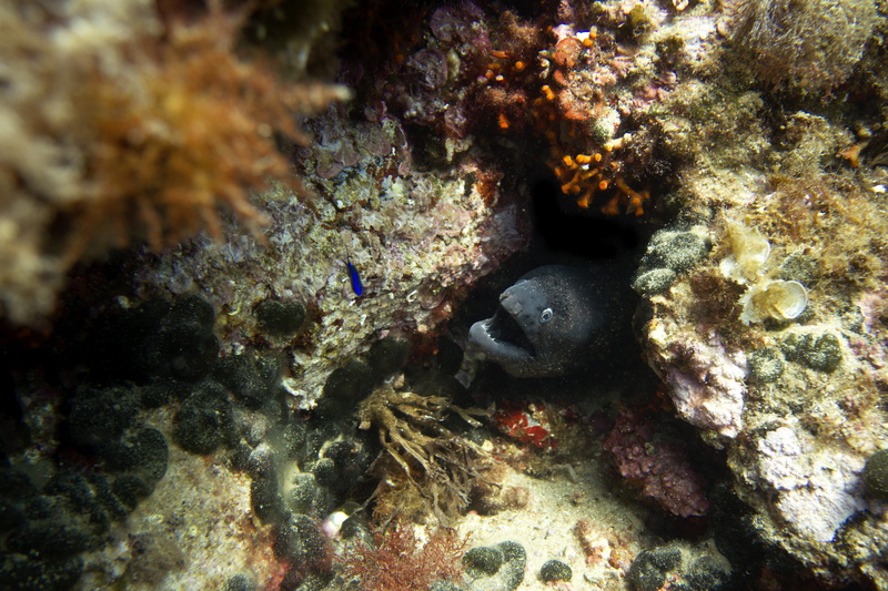 coral reef, 4K, animal wildlife, grey, animal eye, outdoors, sea, ocean, morey eel, animal themes, aquatic, undersea, animal, scuba, no people, animal