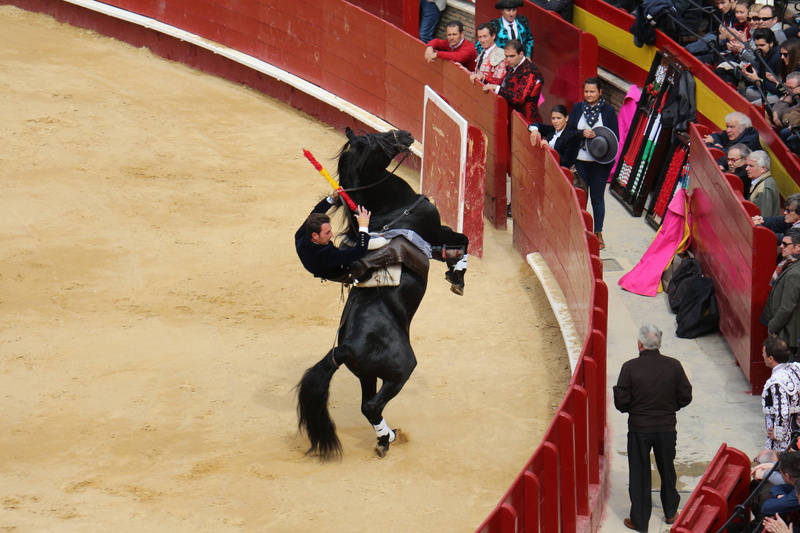outdoors, domestic, men, domestic animals, bullring, people, day, one animal, mammal, adult, high angle view, torero, canine, real people, 5K, pets, dog