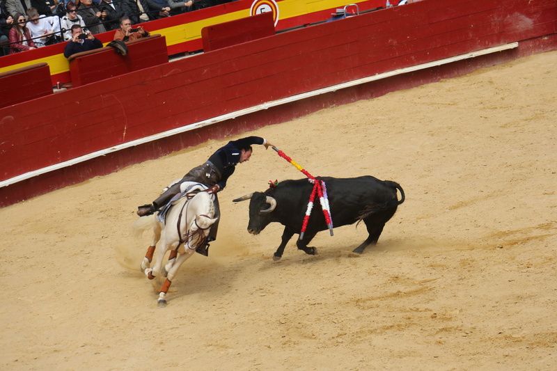 mammal, pets, livestock, animal, domestic, high angle view, running, animal themes, 5K, vertebrate, domestic animals, land, dog, torero, outdoors, competition