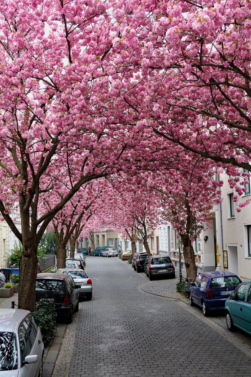 springtime, heer road, growth, summer, outdoors, architecture, blossom, car, pink, mode of transportation, cherry blossom, fragility, spring, city, plant