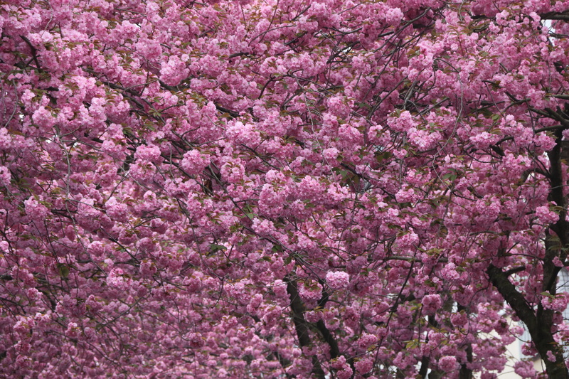 purple, fragility, freshness, flower Head, Bonn, flower, pink Color, cherry, growth, old town, day, springtime, tree, backgrounds, Spring, 5K, heer road