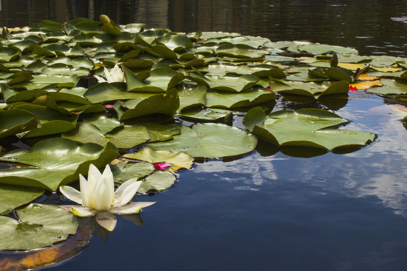 petal, flowering plant, leaves, germany, floating, lotus water lily, plant, reflection, plant part, leaf, fragility, botanical garden, plants, no people