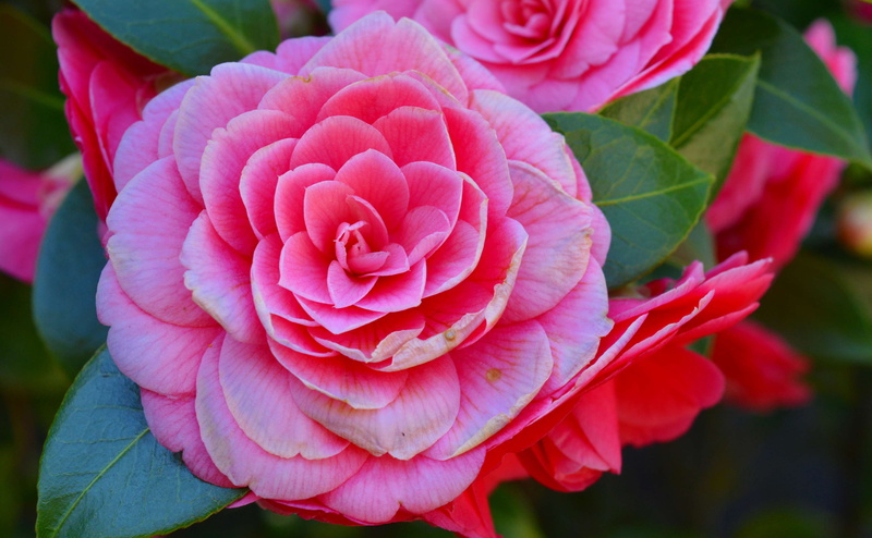 rose, bloom, botanical garden, pink, flower, blossom, 4K, pink color, beauty in nature, fragility, no people, flower head, close-up, freshness, plant part