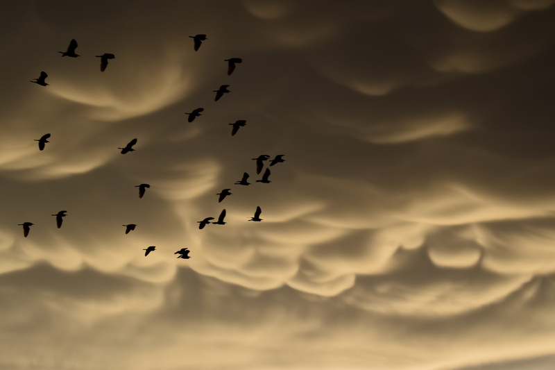 vertebrate, mystical, motion, cumulus, clouds, sky, cloudscape, dramatic, large group of animals, flock of birds, mid-air, autumn, animal wildlife, bird