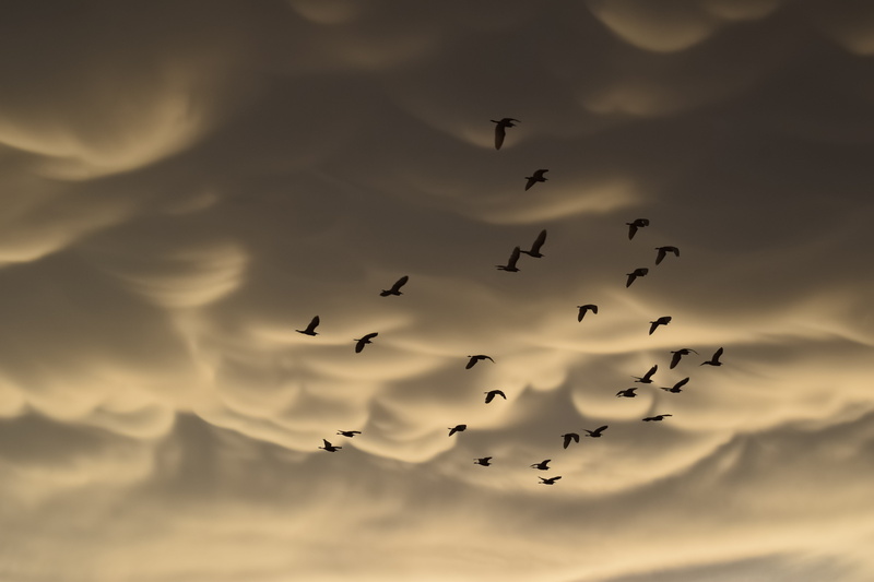 cloudscape, bird, sky, animal, dramatic, low angle view, animal wildlife, silhouette, flying, animals in the wild, vertebrate, spectacular, birds, motion